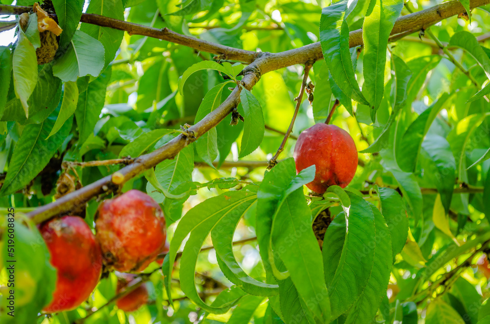 Organically produced Nectarine fruits on the tree. A close-up view of ripe unpicked organically produced Nectarine fruits on the tree.