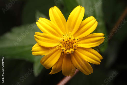 Closeup of yellow Cosmos flower on blurred green background under sunlight with copy space using as background natural flora landscape, ecology cover page concept.