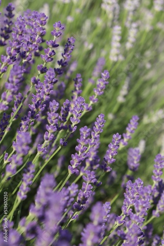 Beautiful blooming lavender plants in field on sunny day  closeup