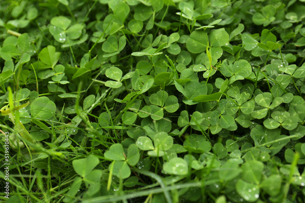 Beautiful green clover leaves with water drops, closeup Beautiful green clover leaves with water drops, closeup
