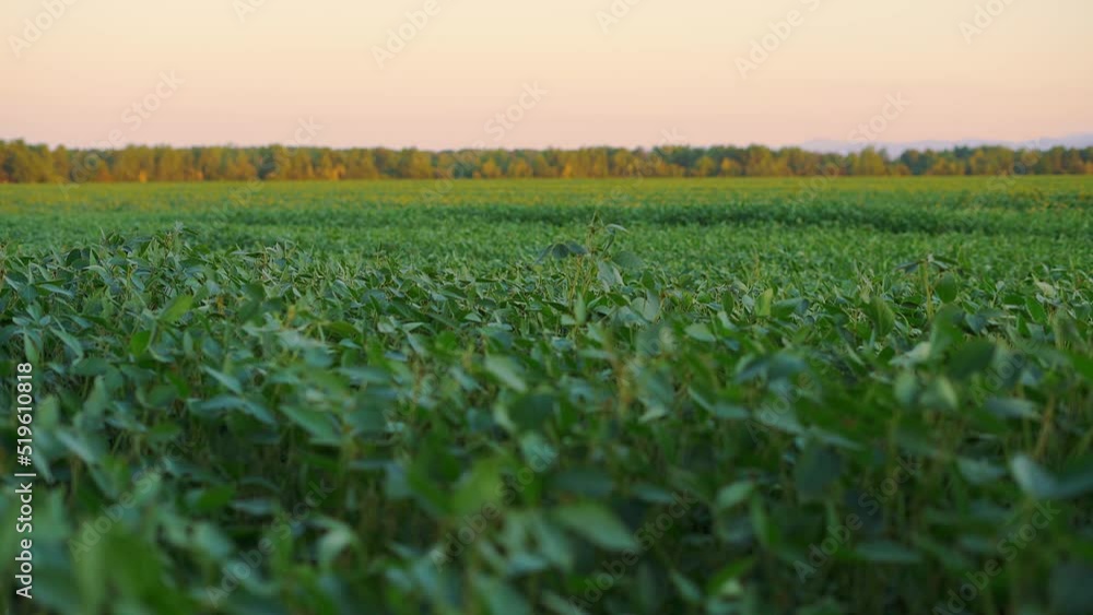 Beanfield and forest at sunset Beanfield and forest at sunset