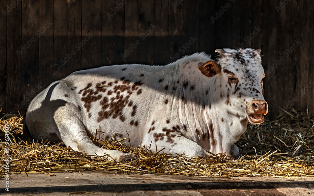 Zebu nano calf on the ground in the shed Zebu nano calf on the ground in the shed