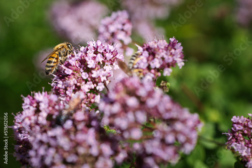 Honey bee collecting nectar on a flower of the flower butterfly bush. Busy insects © Martin