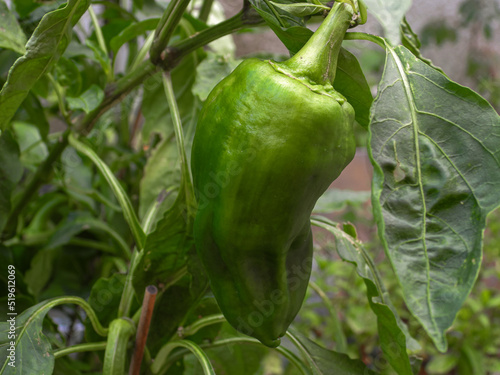 Verdura verde pimiento morrón del huerto