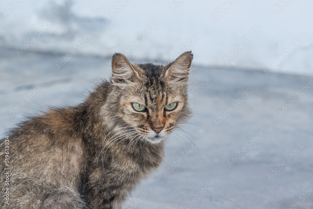 Siberian cat sit on floor and close the eyes Siberian cat sit on floor and close the eyes