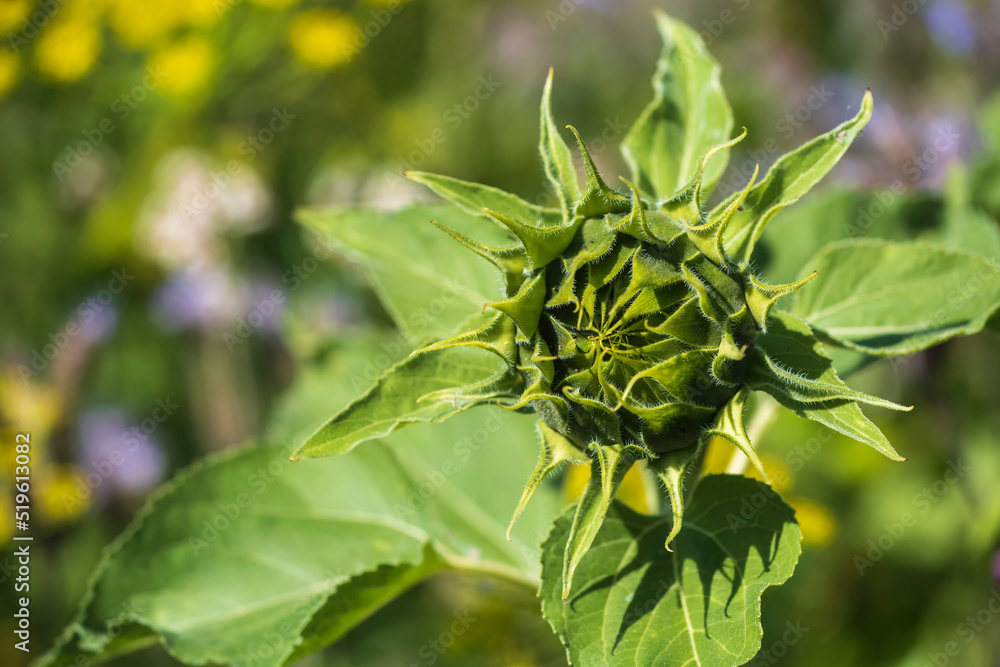 Close-up of the blossom of an unopened sunflower against a blurred background Close-up of the blossom of an unopened sunflower against a blurred background