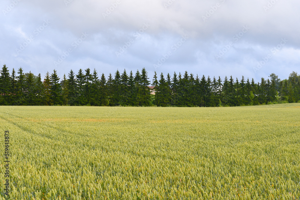 Wheat field in the country side in July Wheat field in the country side in July
