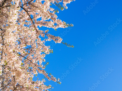 Photography cherry blossom in spring
