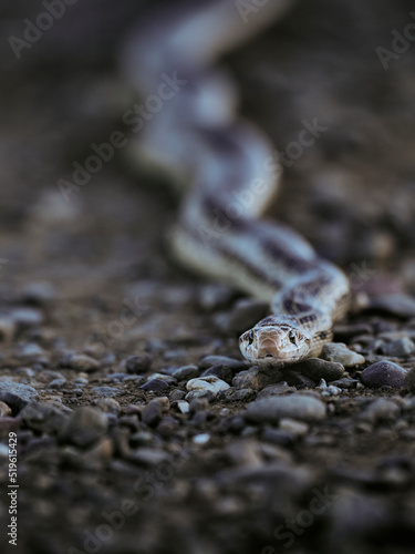 Gopher snake head-on portrait view © Ed