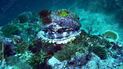 Thorny oyster (Spondylus varius) closing photo