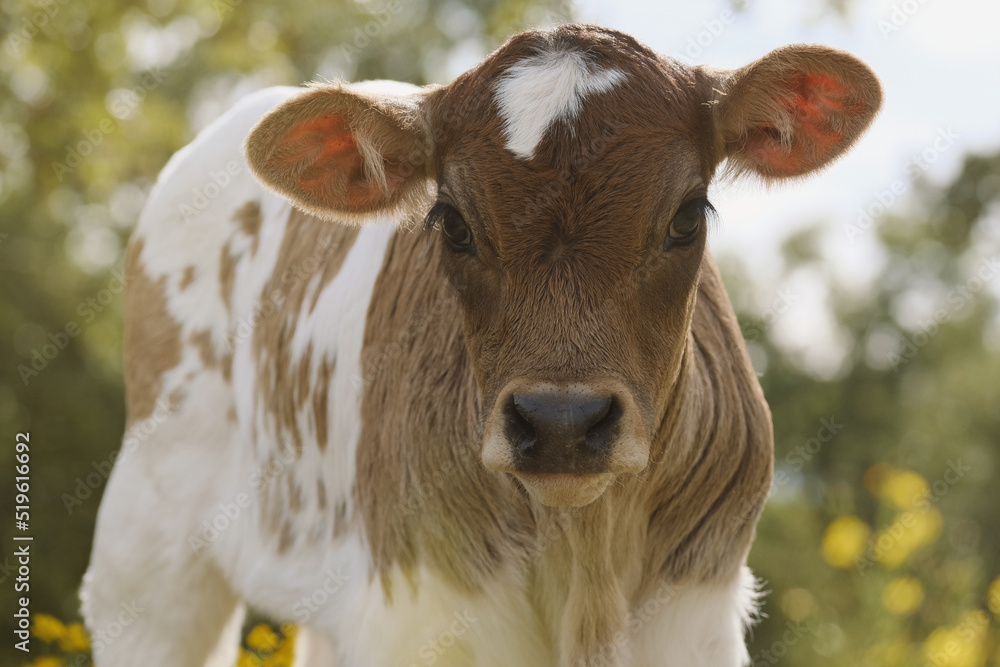 Cute calf on farm close up for portrait from rural pasture in Texas. Cute calf on farm close up for portrait from rural pasture in Texas.