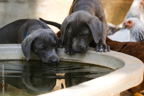 Photography Puppy dogs drinking water with chickens blurred background, gray farm dogs