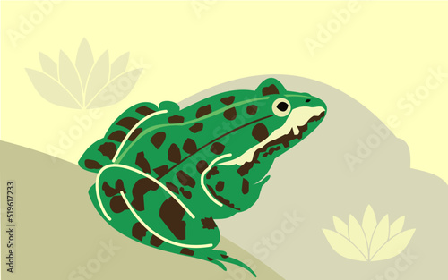 Grenouille verte