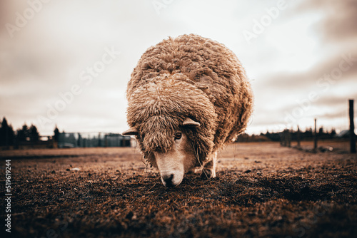 Merino sheep in New Zealand. Closeup photo