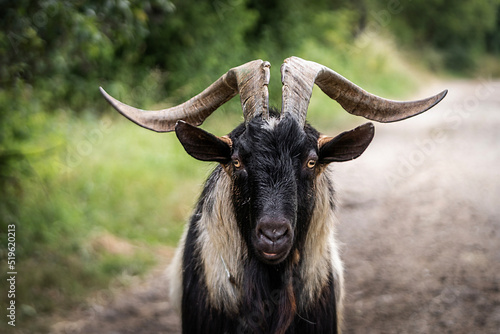 Photographie black billy goat on a farm