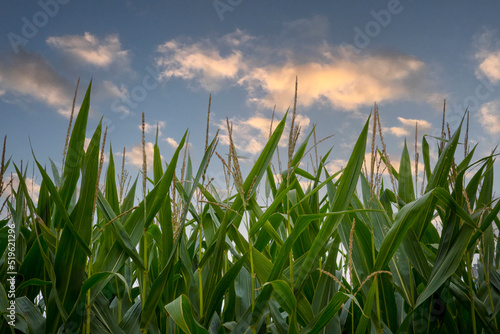 Close-up of corn field against blue sky with clouds during golden hour