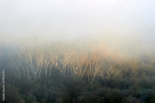 Foggy morning autumn landscape over misty forest with poplar trees. View from above