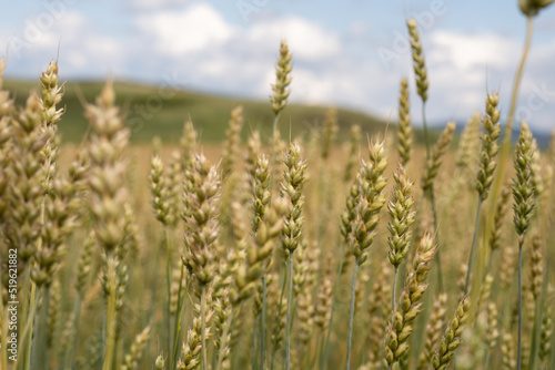 unripe wheat in the fields of Siberia