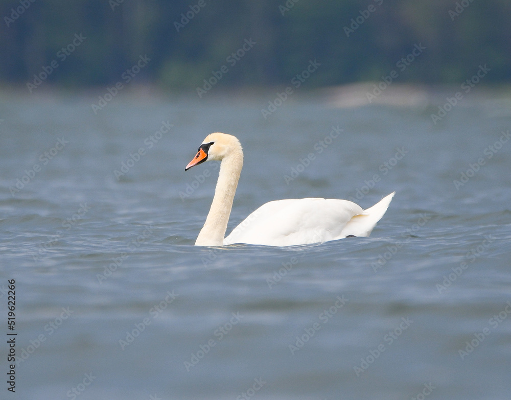 The Mute Swan in the Archipelago of Finland in summer The Mute Swan in the Archipelago of Finland in summer