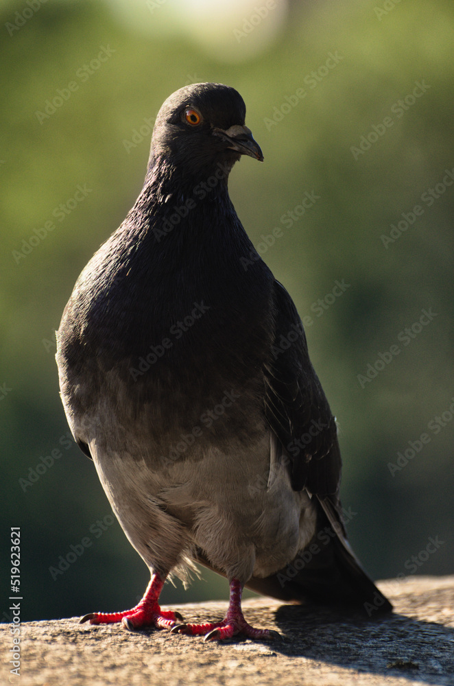 Obraz premium Close-up view of one grey Dove. One pigeon is standing on stone parathet. Abstract blurry background. Pigeon in the city. Concept photo of wild animals in the city. City birds