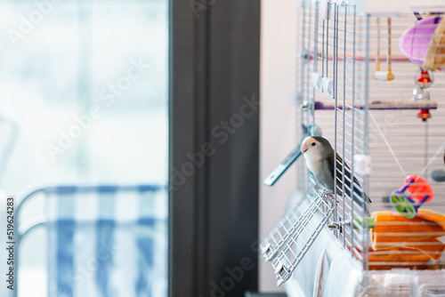 Close-up of a parakeet inside the cage