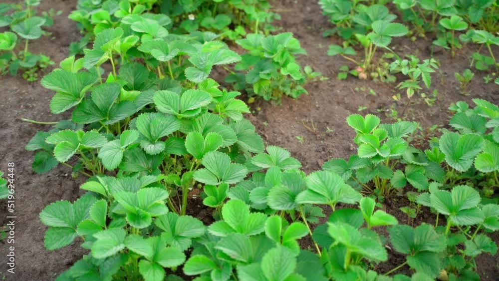 Parallax over green leaf strawberry leaves Parallax over green leaf strawberry leaves