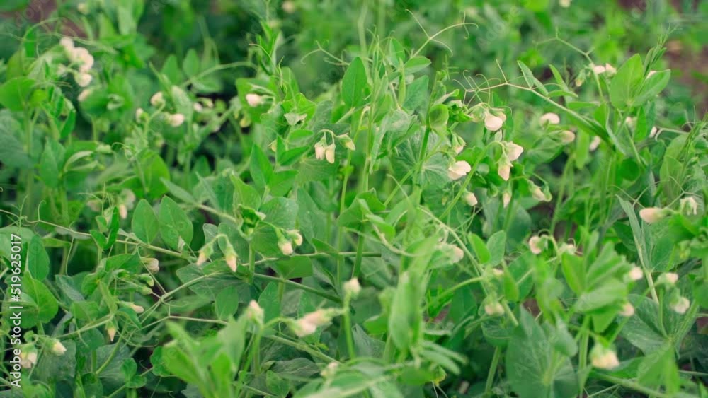 Plantation with growing flowering green peas. Smooth camera movement, parallax Plantation with growing flowering green peas. Smooth camera movement, parallax