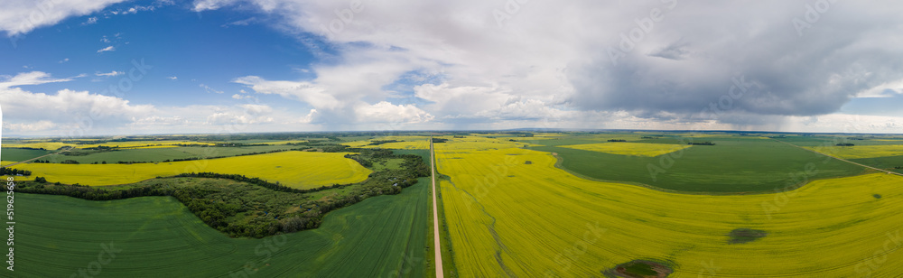 Fototapeta premium Agriculture landscape with straight country road surrounded by green and yellow fields, blue sky and white to grey clouds. Panorama. 