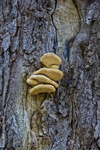 Close-up of nature’s symbiotic relationships with trees and fungi found at Rea’s pond