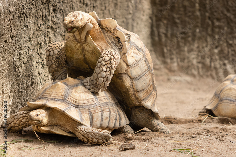 Obraz premium Sulcata Tortoise are breeding