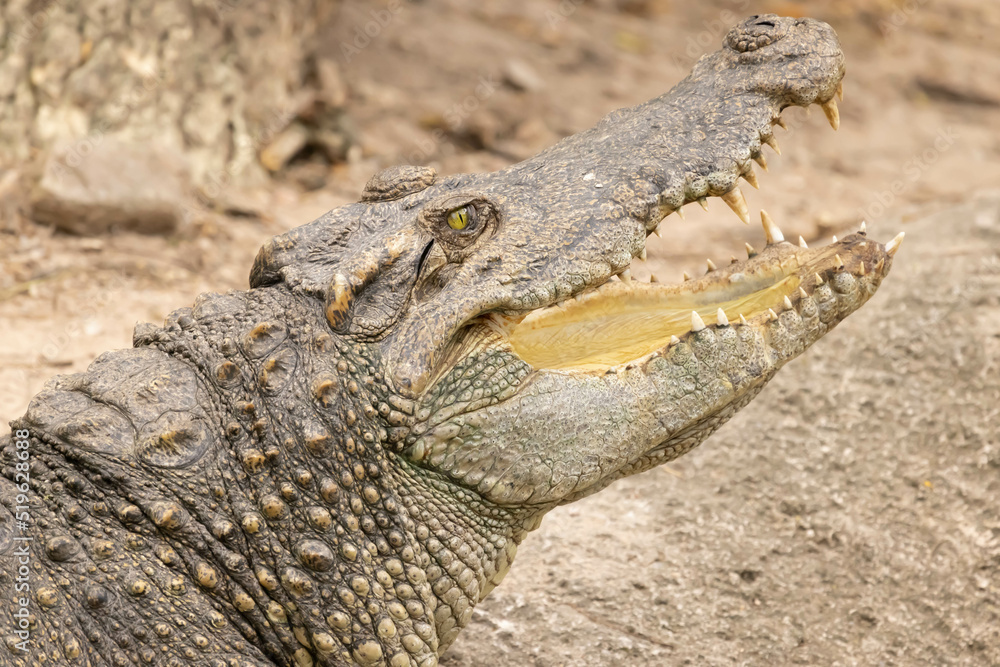 Fototapeta premium Close up of Siamese Crocodile open mount and eye open