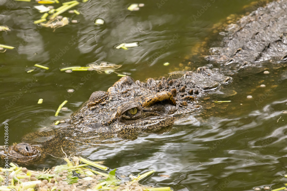 Close up of Siamese Crocodile swim in a pond Close up of Siamese Crocodile swim in a pond