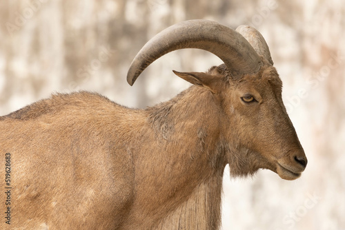 Close up of barbary sheep (ammotragus lervia) standing on the rock photo