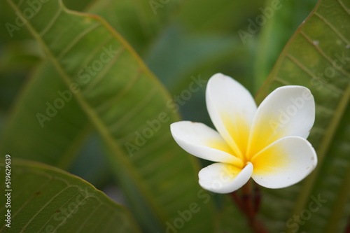 En mexico se le conoce como flor de mayo