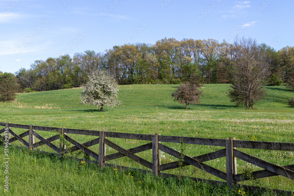 Crabapple or cherry tree in bloom in a field in the spring with a wooden ornate fence in the foreground
