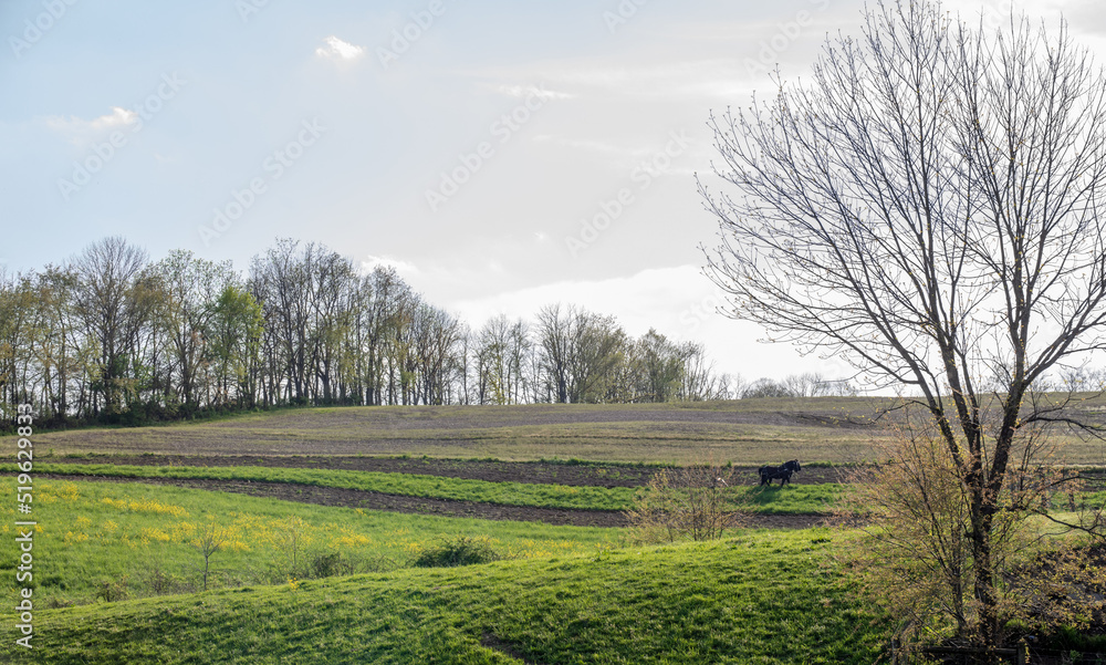 Amish man with horses plowing his hilly field in the farmland of Holmes County, Ohio Amish man with horses plowing his hilly field in the farmland of Holmes County, Ohio