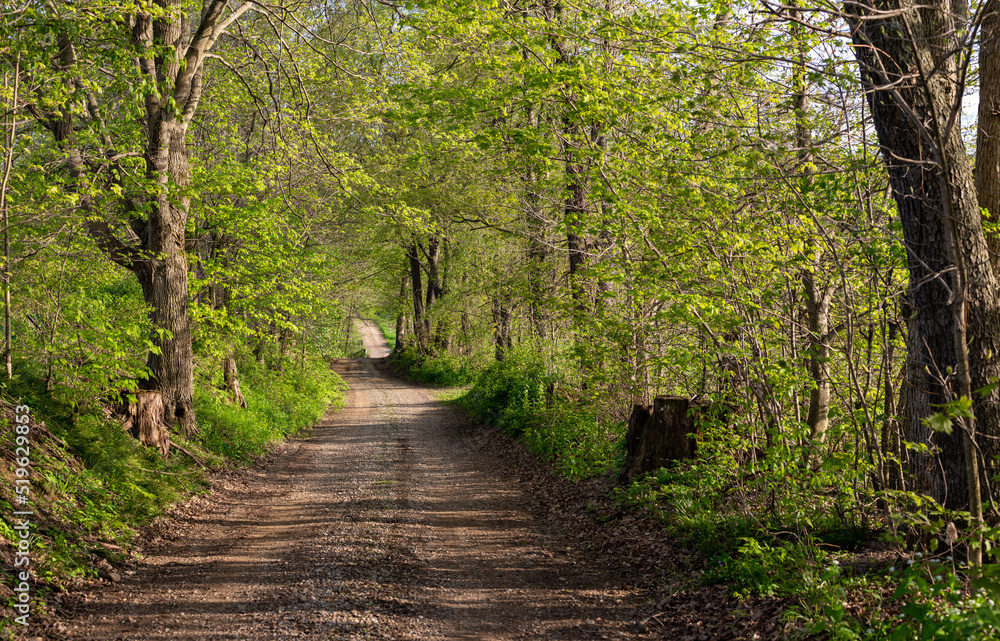 Gravel road through the woods in the summer time Gravel road through the woods in the summer time