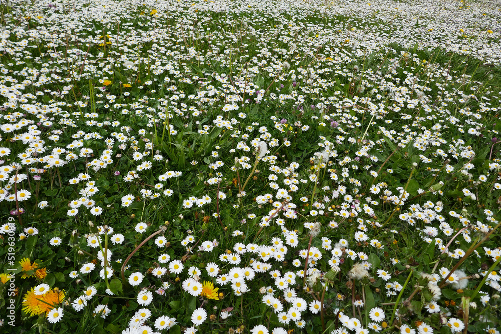 Masses of daisies are growing in this meadow. With a few dandelions