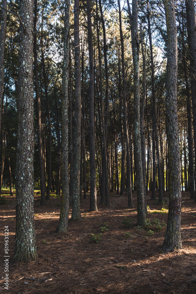 Fototapeta premium autumn in the woods