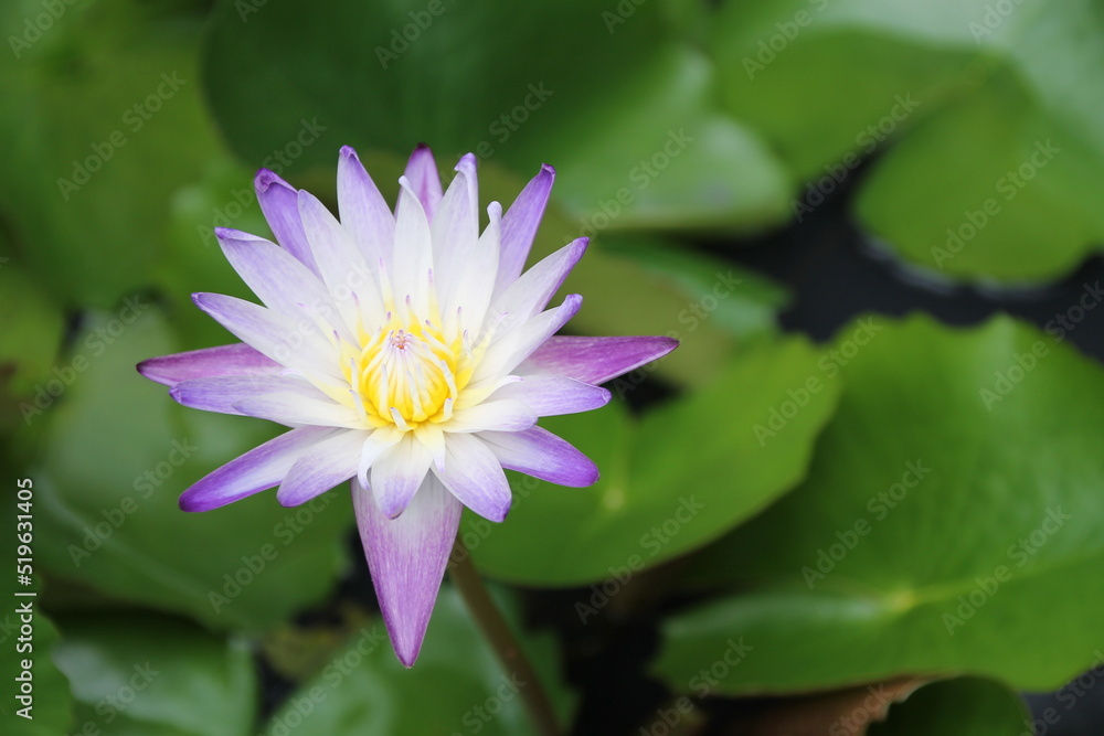 Fleur de lotus Fleur de lotus