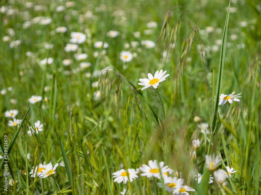 Chamomile flowers among field grass on a meadow on a sunny summer day. Close-up