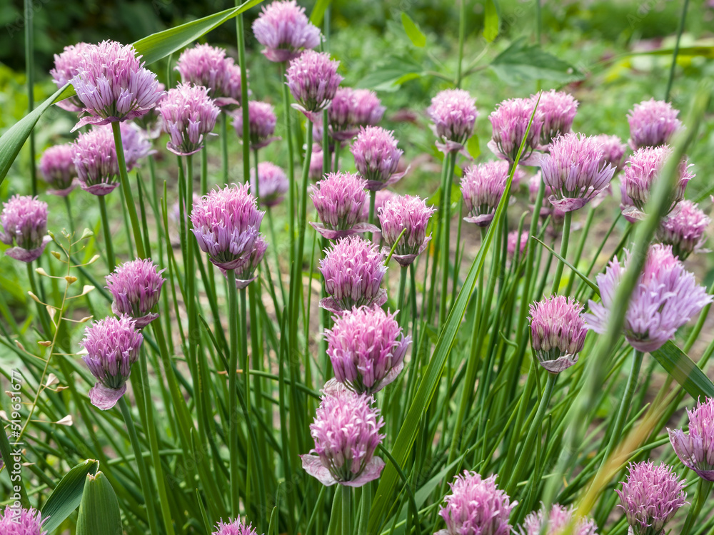 Wild onion (allium) flowers growing in the garden on a sunny summer day. Close-up Wild onion (allium) flowers growing in the garden on a sunny summer day. Close-up