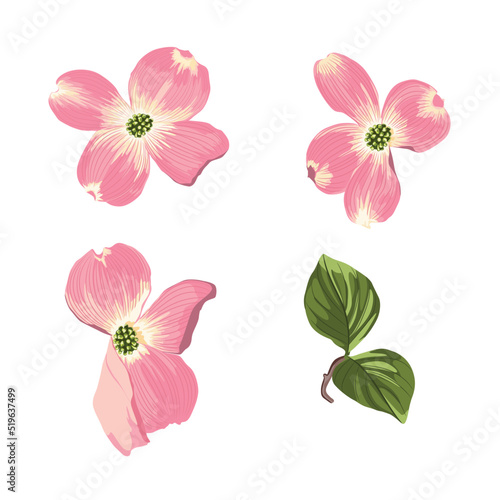 Pink Dogwood (Cornus florida). Hand drawn illustration of blooming dogwood flowers with leaves.