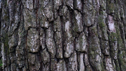 Close-up of an old tree