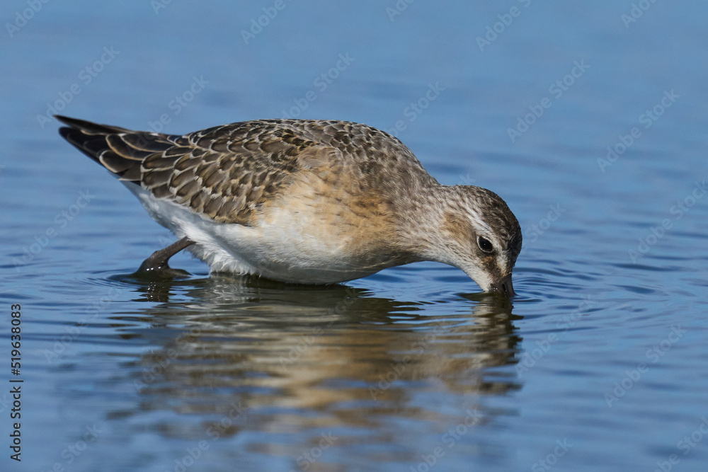 Curlew sandpiper (Calidris ferruginea) Curlew sandpiper (Calidris ferruginea)