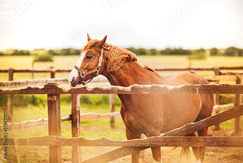 A beautiful sorrel horse with a curly mane grazes in a paddock with a wooden fence against the background of a green field and a cloudy sky on a summer day. Agriculture and livestock. Horse care.