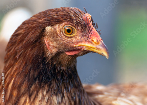 close up of a chicken © Bernadette