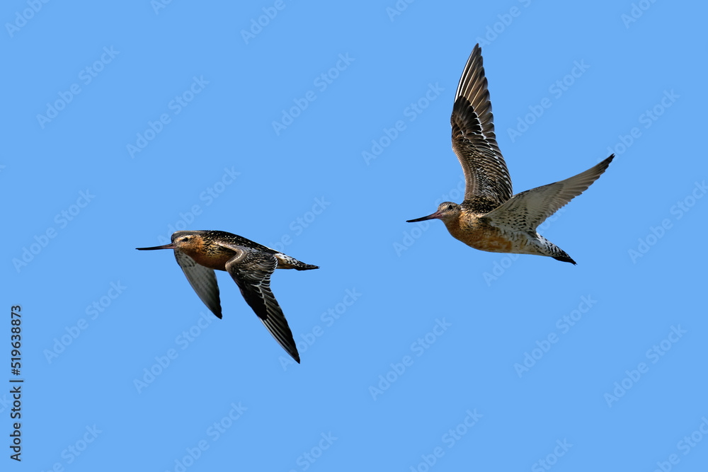 Fototapeta premium Bar-tailed godwit (Limosa lapponica)