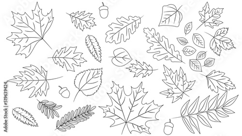 Big set of leaves from different kind of trees isolated. Set of outline autumn leaf oak, maple, rowan and acorns. Realistic cartoon coloring book style. Vector illustration. Set of line foliage.