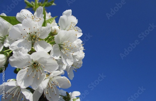 Detail of a cherry blossom branch on a blue sky background